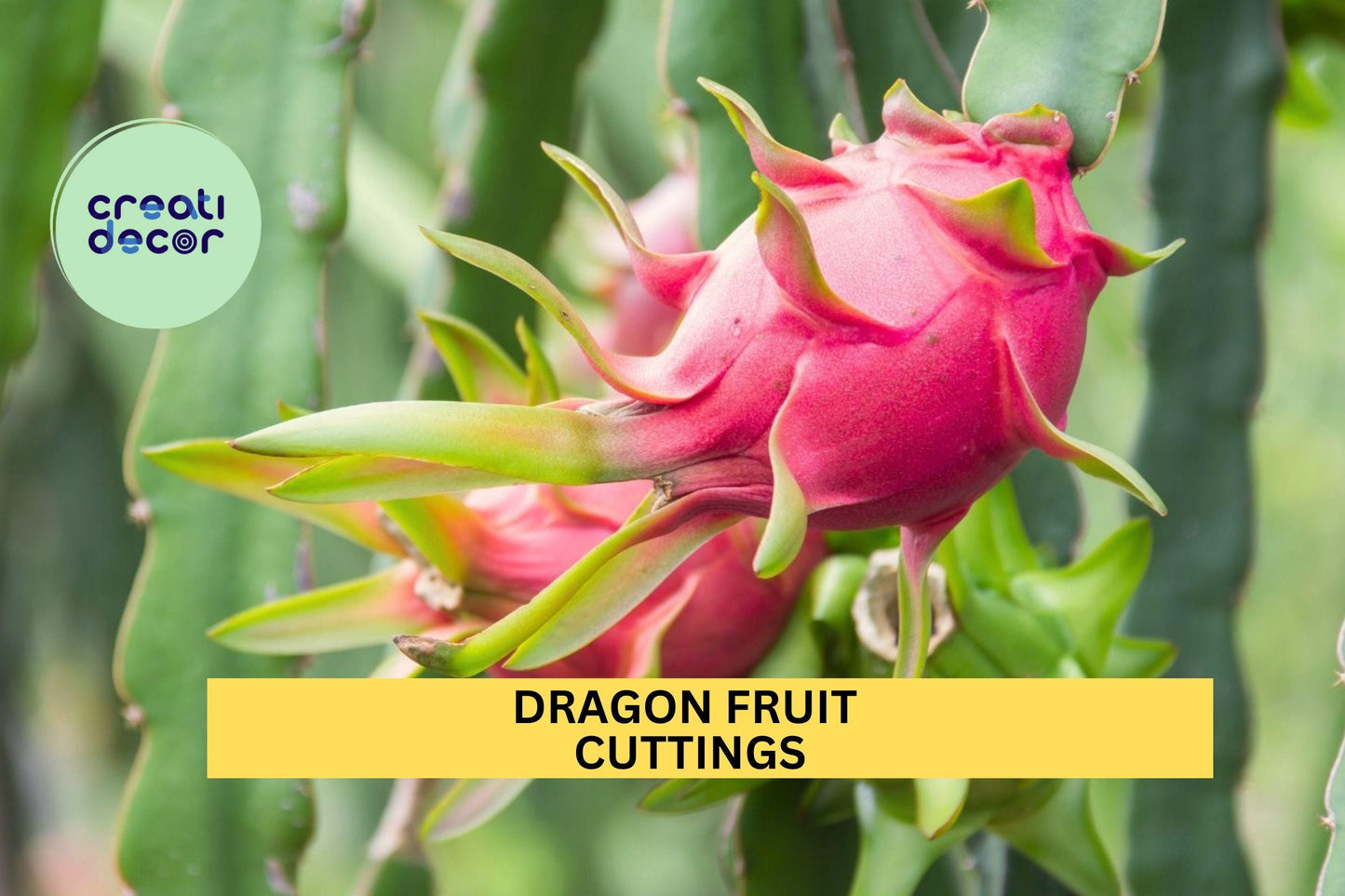 10 Dragon Fruit Cuttings – 10–14” Long | Hylocereus Climbing Cactus for Planting | Fast-Growing Tropical Plant for Pots or Garden Beds
