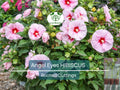 1 Live Hibiscus Angel Eyes Cutting – Beautiful Flowering Plant for Propagation, Hardy Hibiscus (Hibiscus rosa-sinensis)