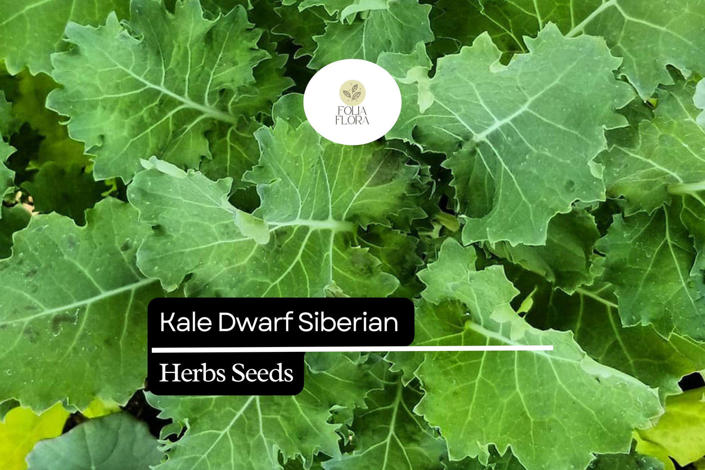 500 Dwarf Siberian Kale Seeds – Brassica napus – Cold-Hardy, Heirloom, Sweet & Tender Leaves