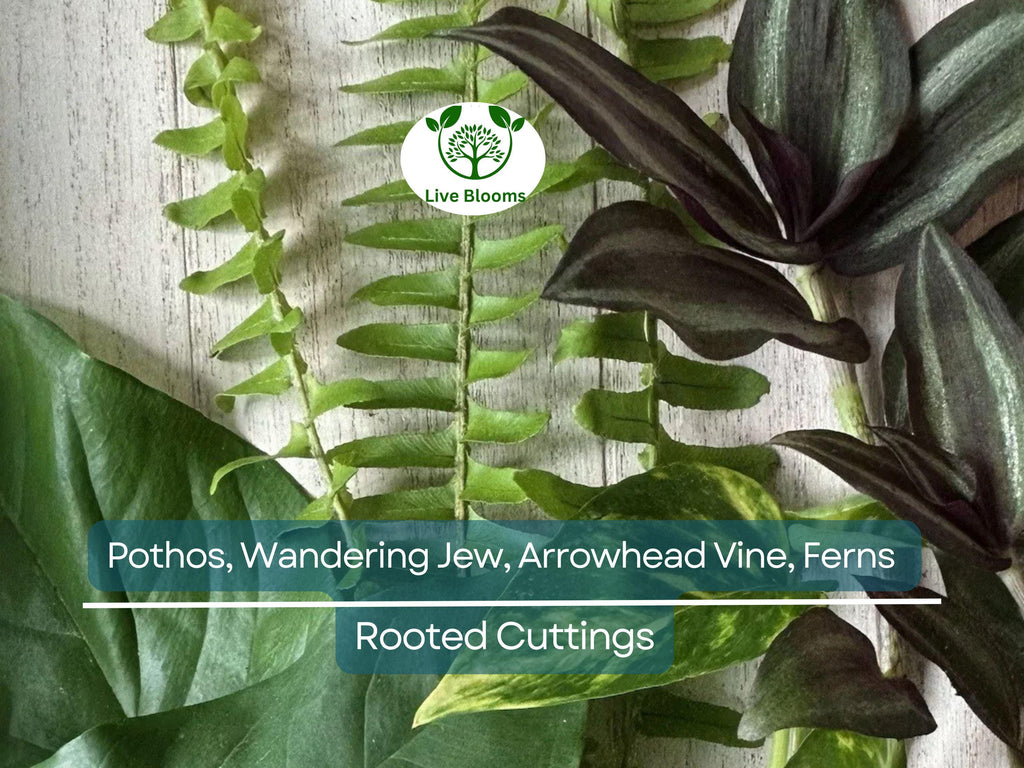 12 Rooted Plant Cuttings (3 Each) - Pothos, Wandering Jew, Arrowhead Vine, Ferns, Easy Care Indoor Plants, Perfect for Propagation