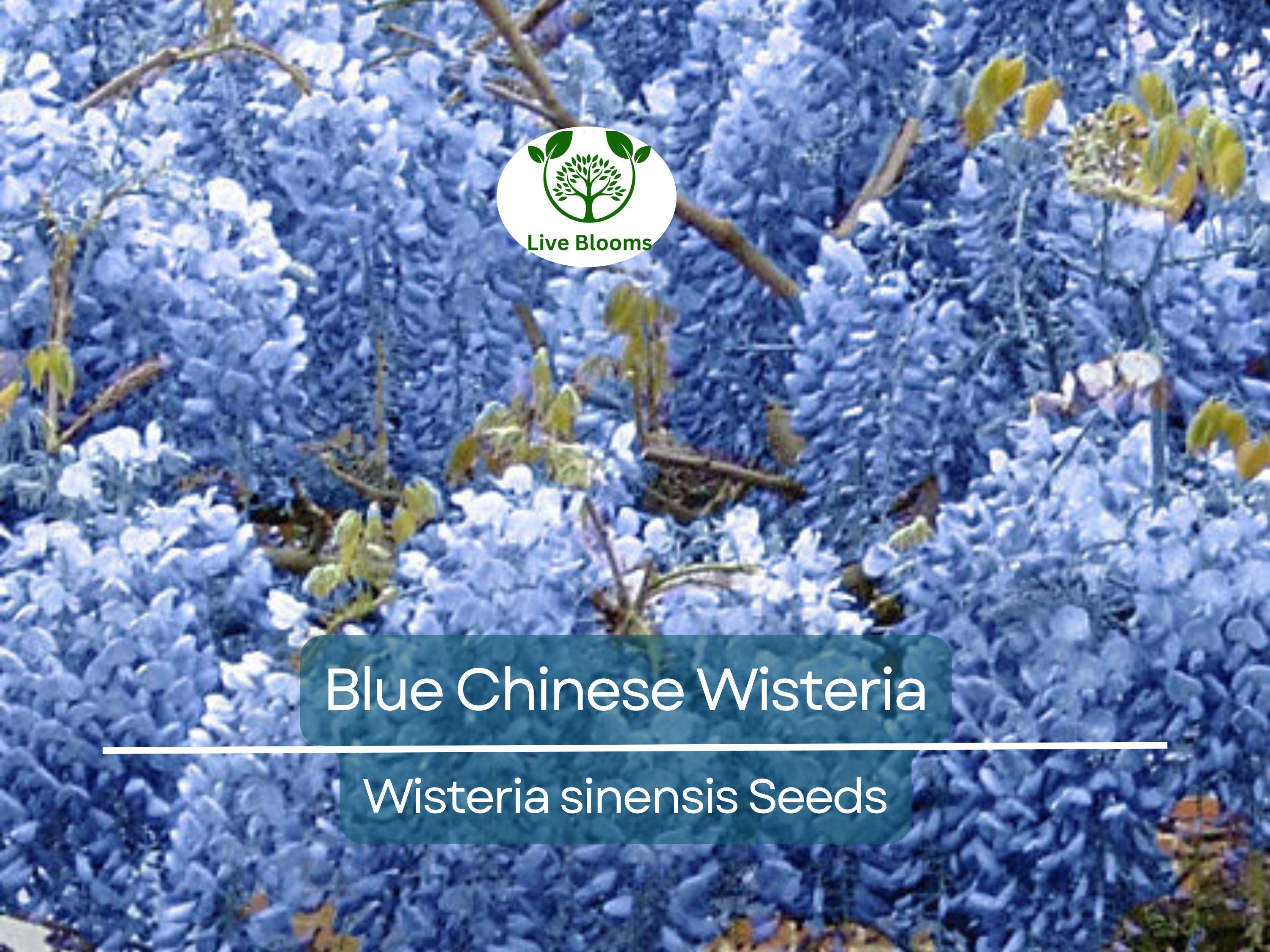5 Blue Chinese Wisteria Seeds | Perennial Climbing Flower Vine Shrub (Wisteria sinensis), Fragrant Blooms, Fast-Growing, Garden Vine