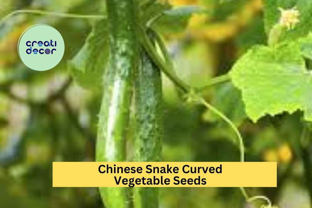 3pcs of 10seed Chinese Snake Curved Cucumber Seeds–Long,Twisting Heirloom Variety for Trellis Gardens or Vertical Growing Seeds for Planting