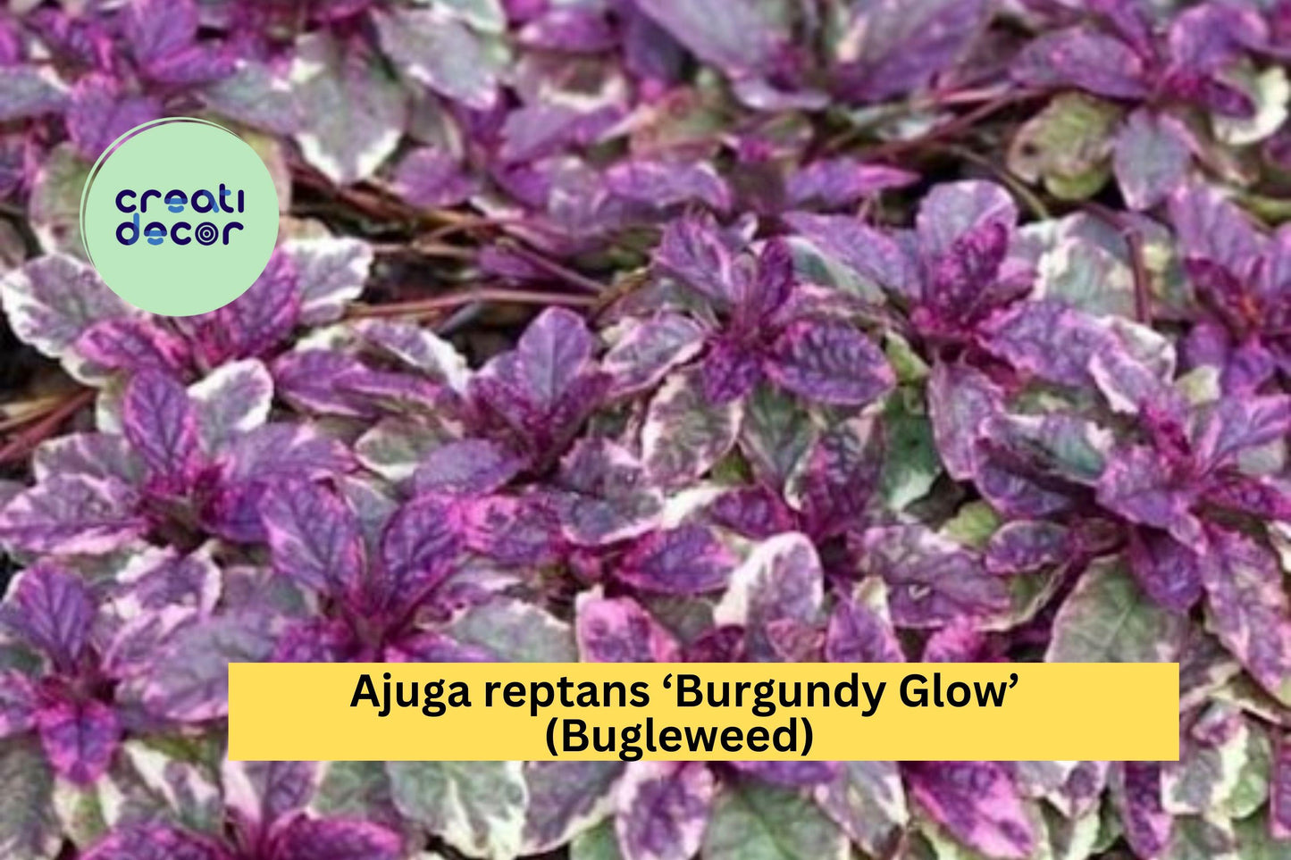 Ajuga reptans ‘Burgundy Glow’ – 3 Live Rooted Perennial Bugleweed Plants, Hardy Groundcover with Colorful Foliage & Purple Blooms