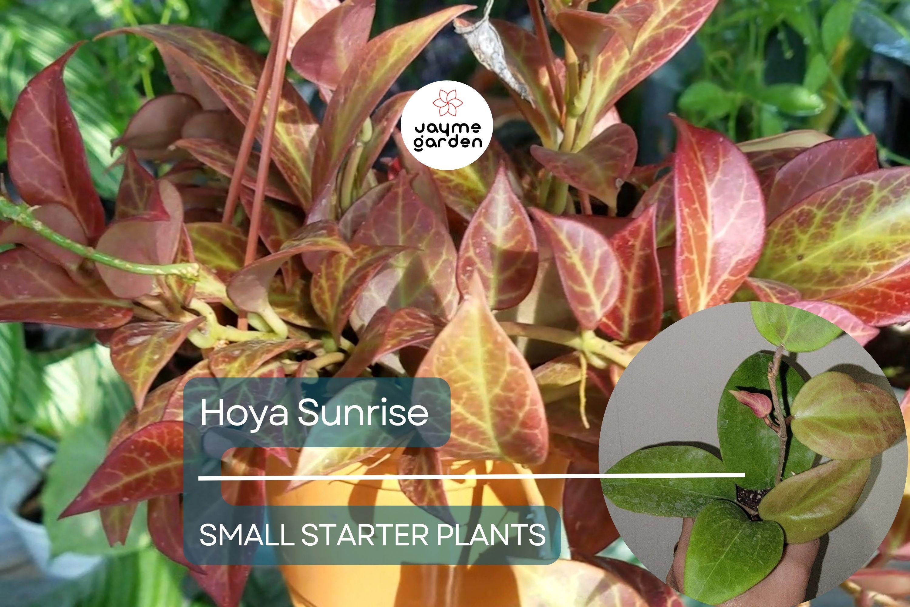Hoya Sunrise Starter Plant - Well-Rooted, 5-7 Inches Tall - Exotic Tropical Houseplant with Stunning Foliage & Fragrant Flowers