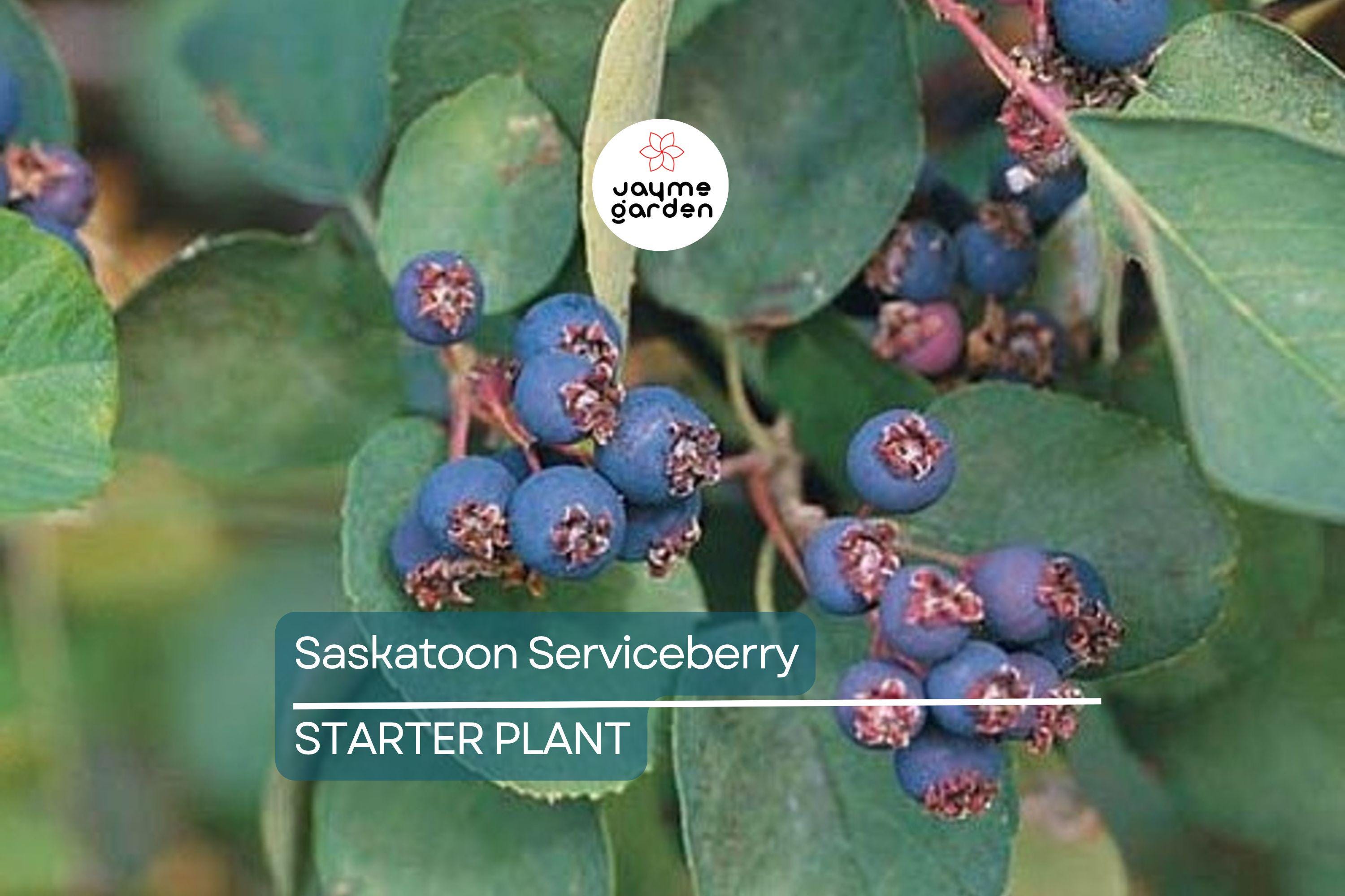 1 Saskatoon Serviceberry Tree 1-2 ft tall - Amelanchier alnifolia, Bare Root Plants, Disease Resistant, Hardy Zones 2-9