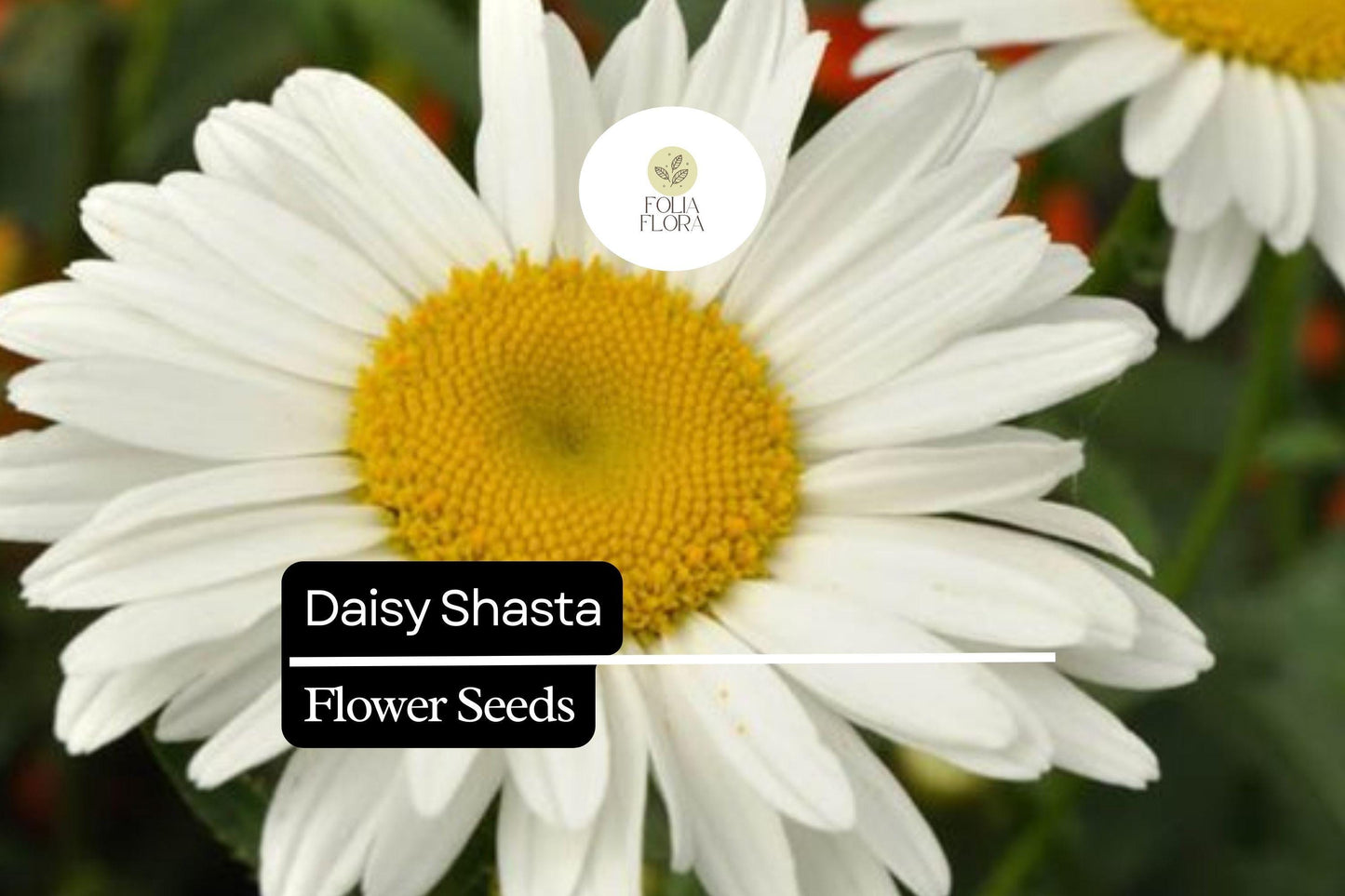 200 Seeds Daisy Shasta, Leucanthemum × Superbum, Classic Perennial White Flowers