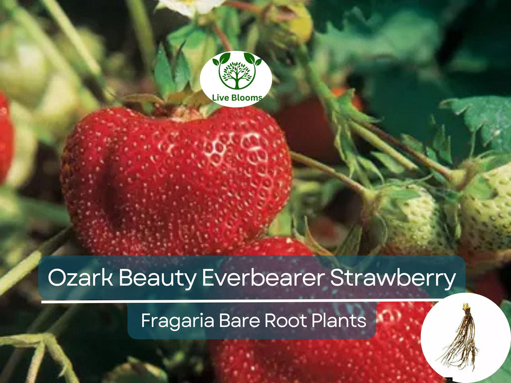 10 Ozark Beauty Everbearer Strawberry Bare Root Plants - Fragaria × ananassa - Sweet, Hardy, Heirloom Fruit Garden Starter