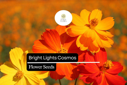 Bright Lights Cosmos (Cosmos sulphureus) – Vibrant Orange & Yellow Flowers, Easy to Grow, Pollinator-Friendly