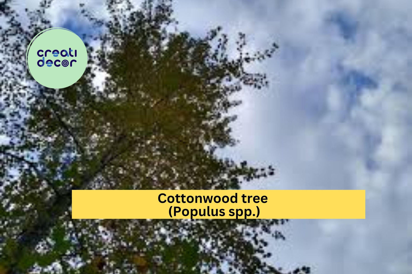 Cottonwood Tree | 1–2 Ft Live Bare Root Plant | Fast Growing Shade Tree for Landscaping