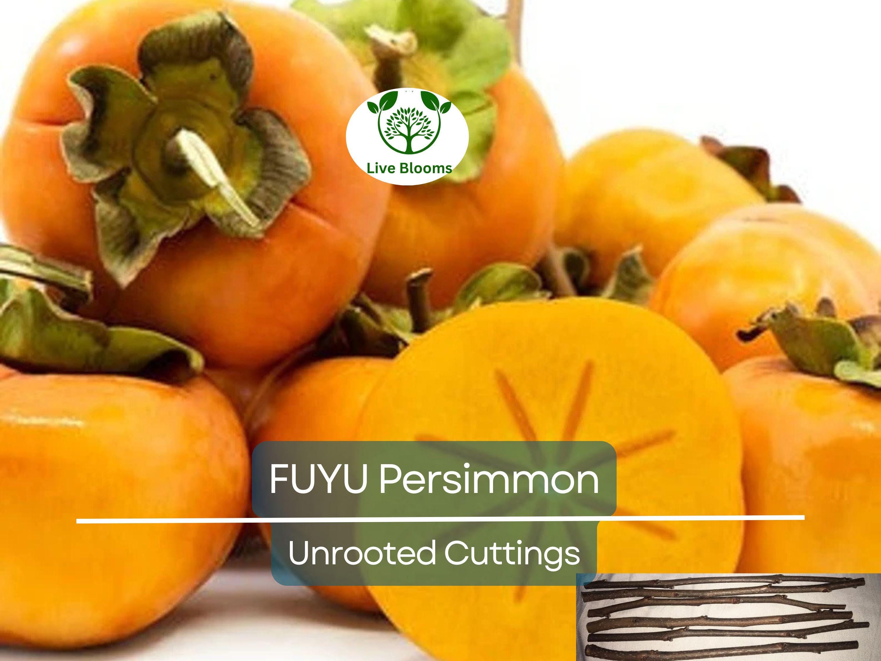5 Unrooted Cutting 6-8" FUYU Persimmon Tree (Diospyros kaki) for Grafting – Fruit Tree Propagation