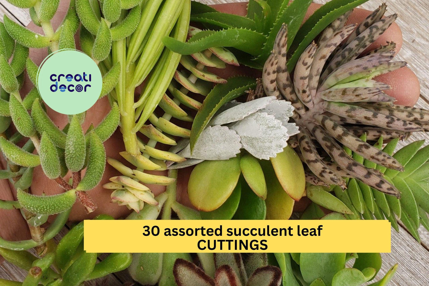 30 Assorted Succulent Leaves | Easy Rooting Cuttings | Live Leaf Propagation Pack | Great for Beginners, DIY Projects, Gifts