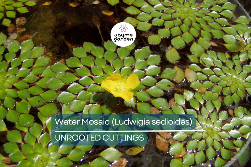 Water Mosaic Plant Cuttings | 3 Ludwigia sedioides for Ponds | Tropical Floating Plant | Red & Green Rosettes | Pond Decor