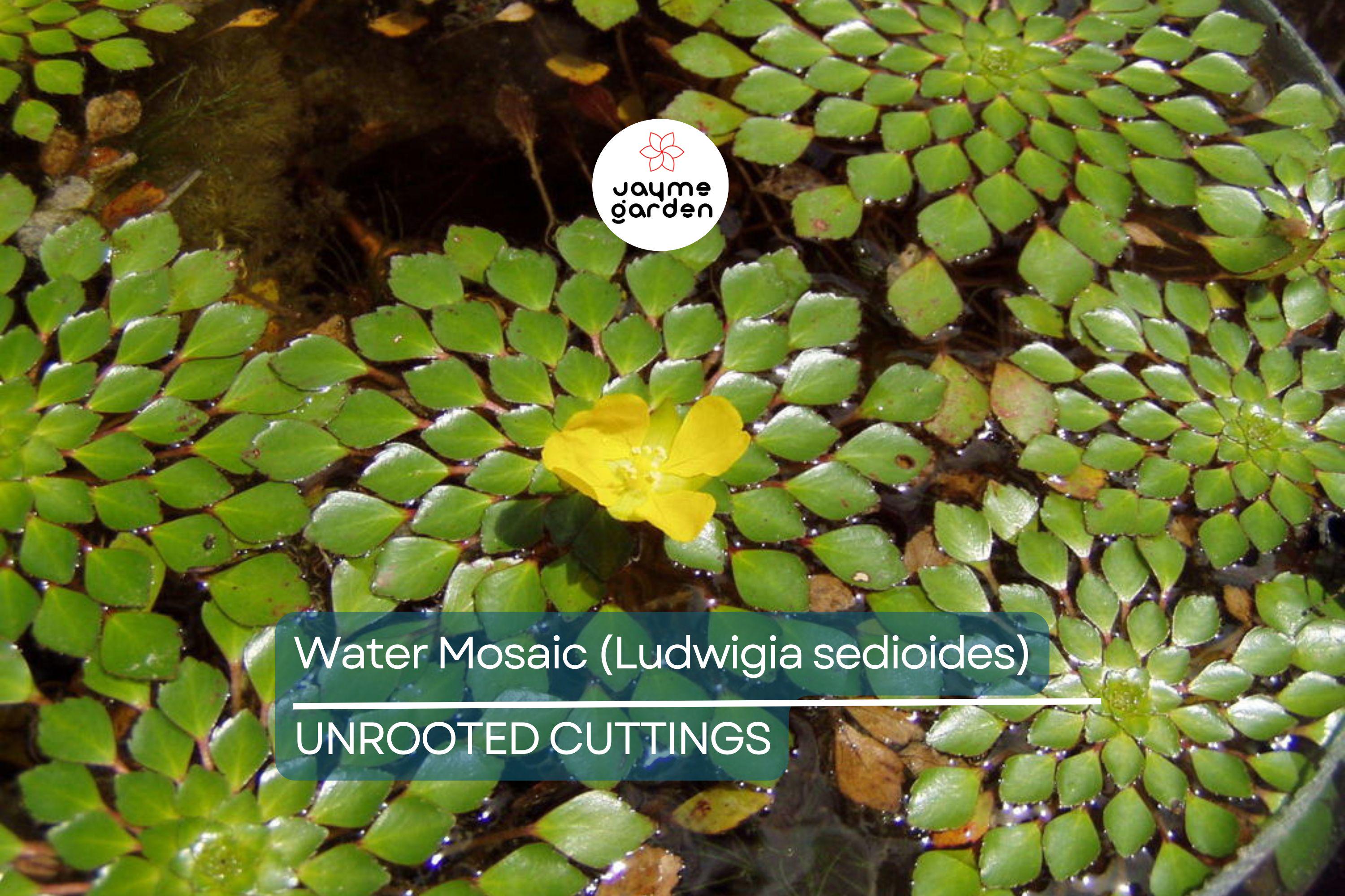 Water Mosaic Plant Cuttings | 3 Ludwigia sedioides for Ponds | Tropical Floating Plant | Red & Green Rosettes | Pond Decor