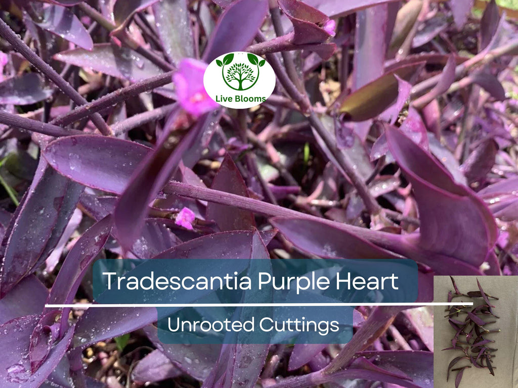 5 Unrooted Cuttings Tradescantia Pallida Purple Heart - Purple Heart Plant, Easy Care, Vibrant Foliage, Indoor Plant, Ideal for Propagation