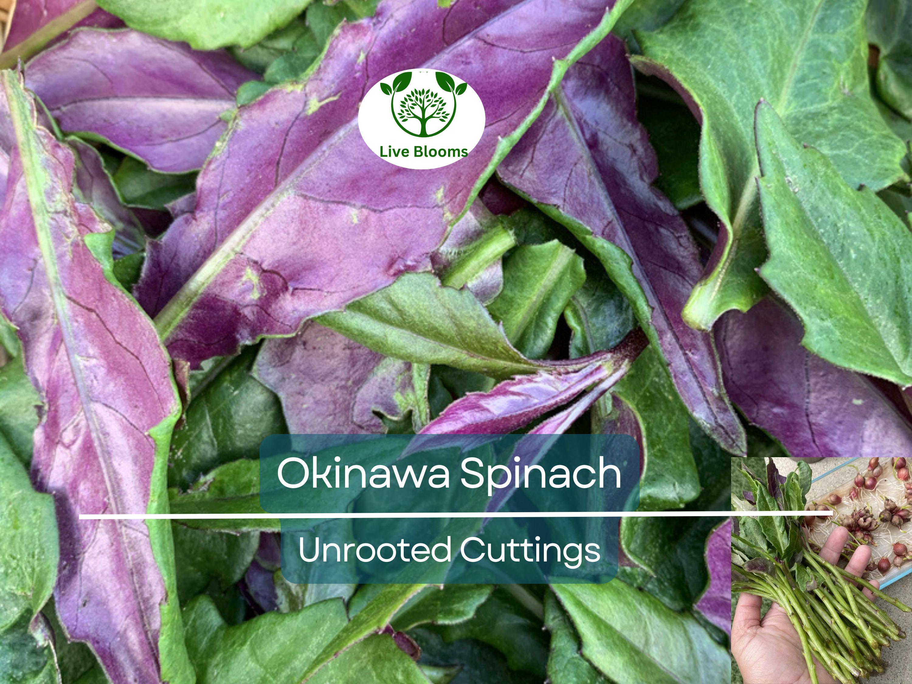 8 Unrooted Cuttings Okinawa Spinach (Gynura bicolor) 5-6" – Edible Purple Leaf Plant, Easy to Grow, Nutrient-Rich, Hardy Herb Starter