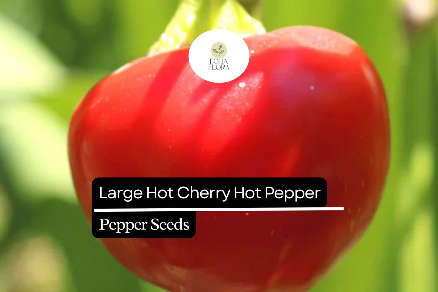 250mg Large Hot Cherry Pepper Seeds Capsicum annuum | Medium-Hot, Non-GMO, Ideal for Pickling, Stuffing, and Fresh Cooking