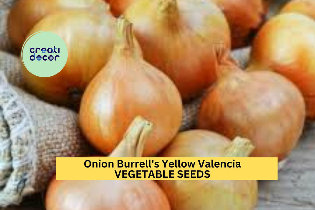 3pcs of 250mg Onion Burrell's Yellow Valencia Seeds – Sweet Heirloom Onion Seeds for Planting – Ideal for Salads & Summer Harvests
