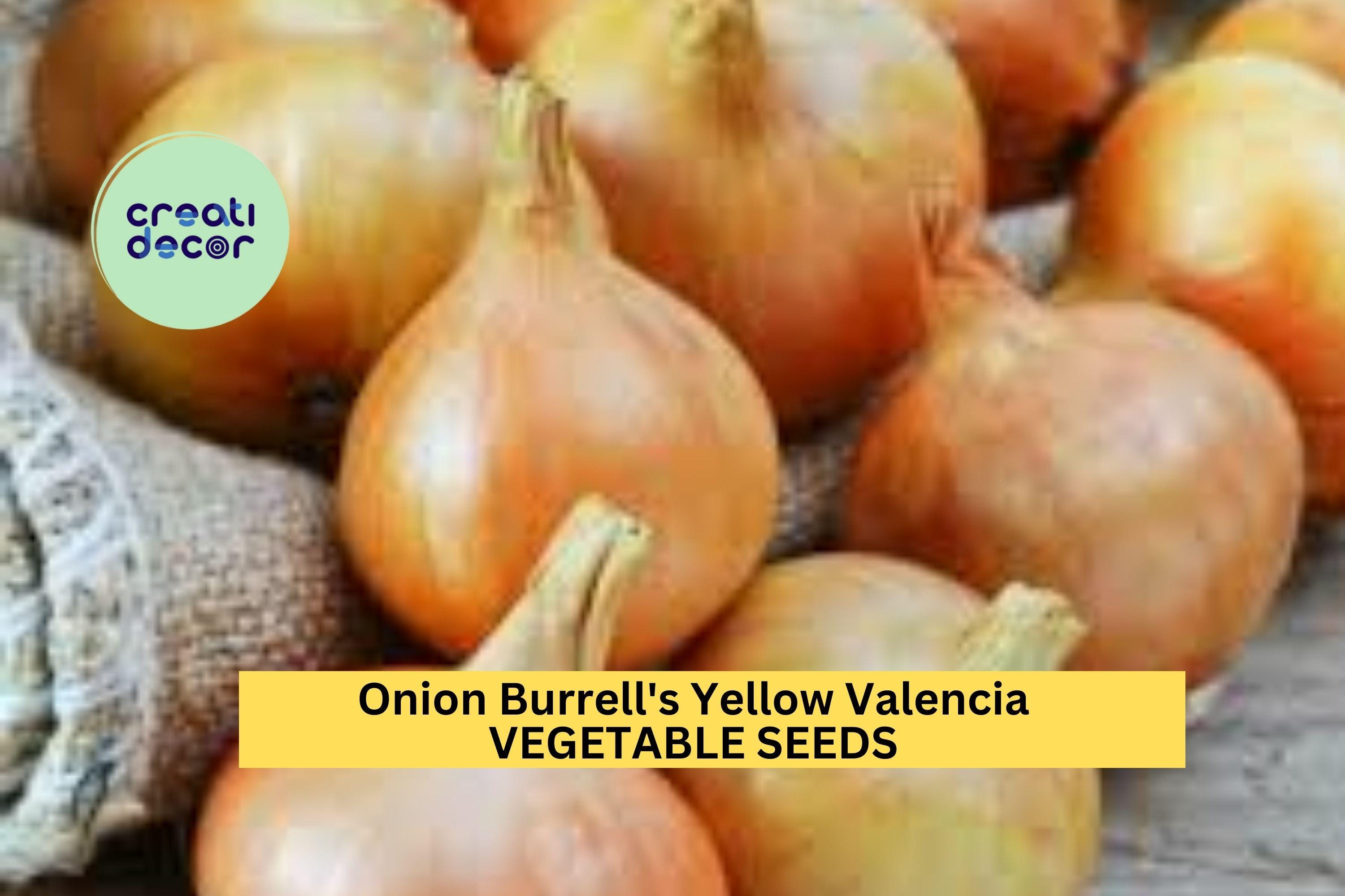3pcs of 250mg Onion Burrell's Yellow Valencia Seeds – Sweet Heirloom Onion Seeds for Planting – Ideal for Salads & Summer Harvests