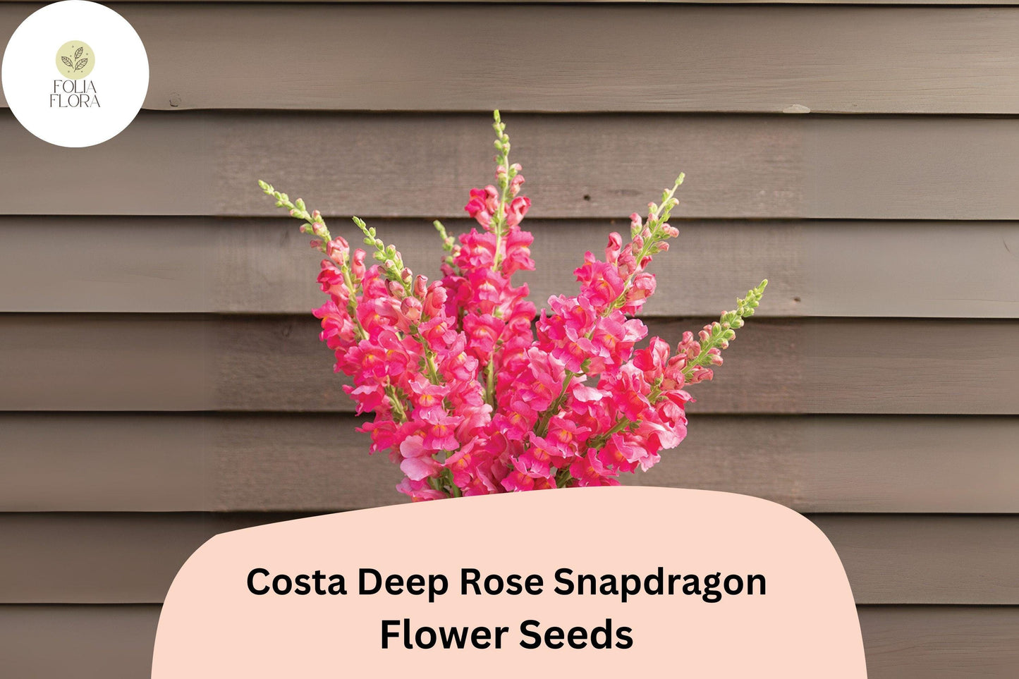 Costa Deep Rose Snapdragon Seeds (Antirrhinum majus) | 1000+ Seeds | Rich Rose-Pink Blooms for Garden & Cut Flower Arrangements