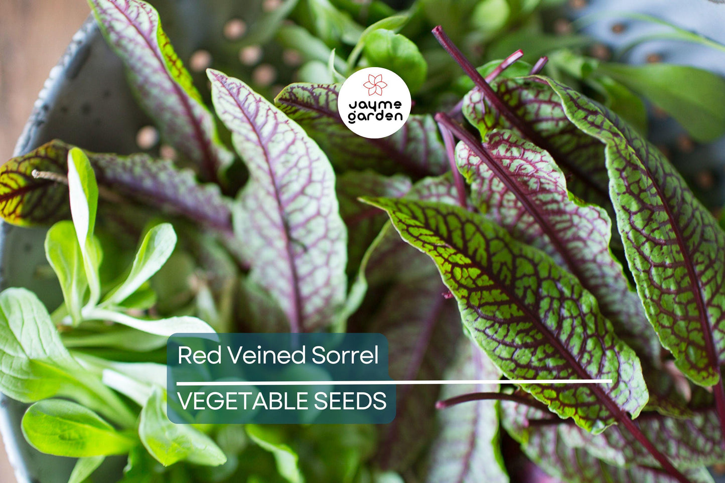 500 Red Veined Sorrel Seeds - Rumex sanguineus, Tangy Heirloom Green for Salads & Garnis