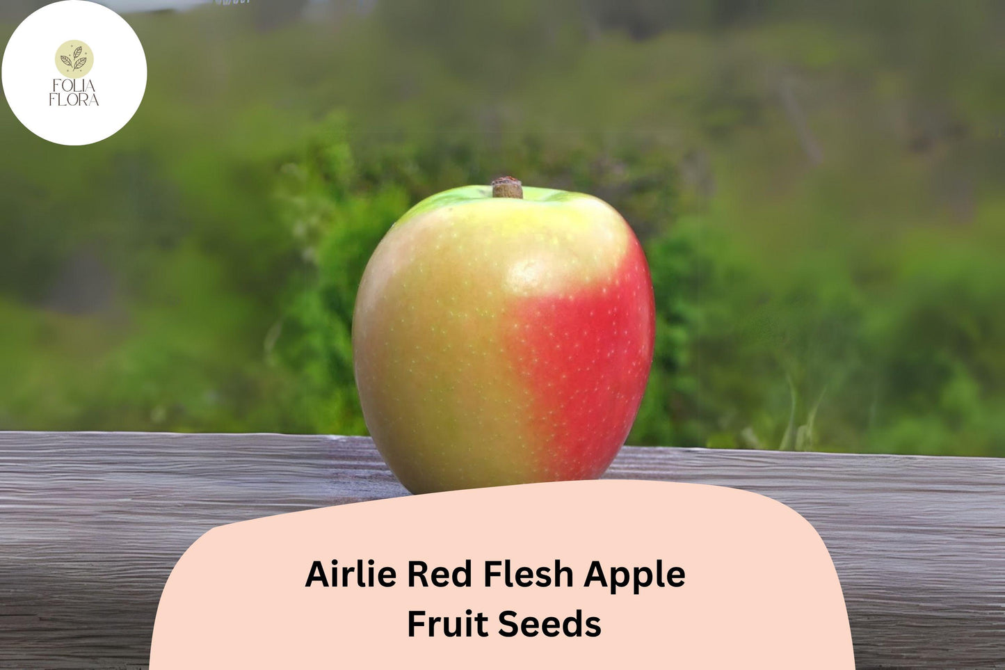 25+ Airlie Red Flesh Apple Seeds | Rare Heirloom Variety | Red Interior Fruit | Organic Garden Planting | Crisp & Sweet Flavor