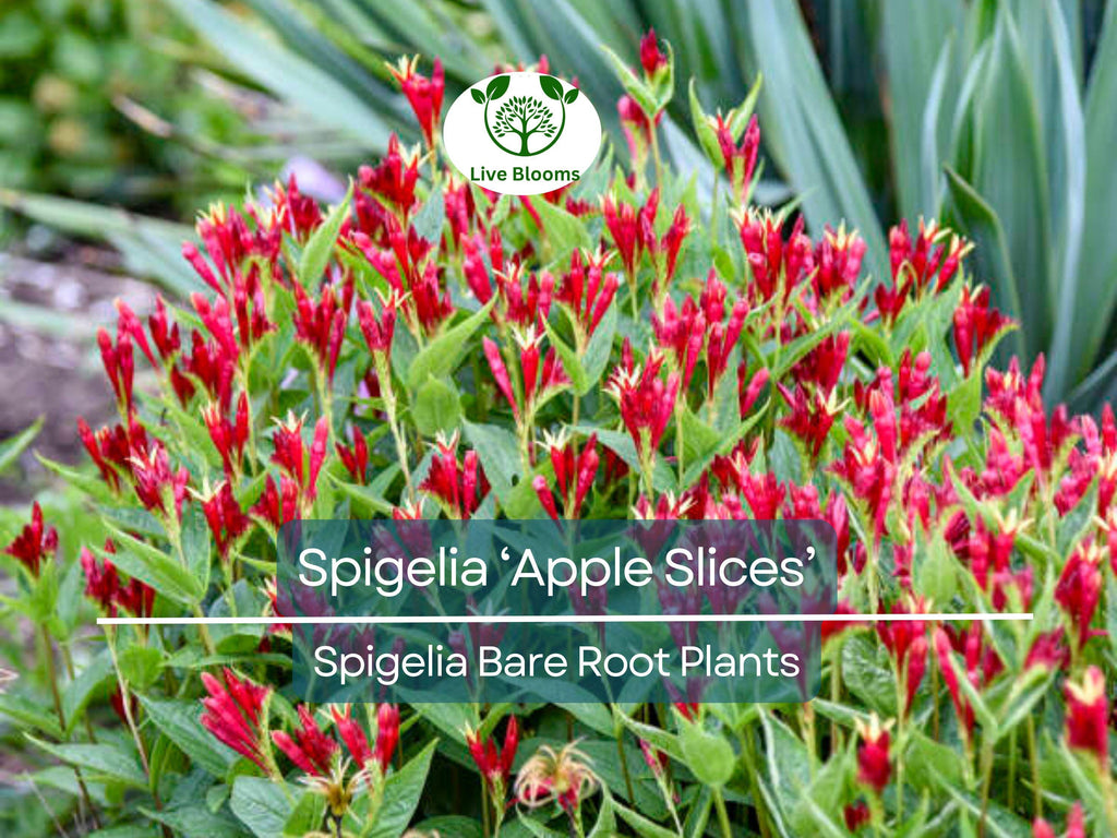 1 Spigelia ‘Apple Slices’ – Bare Root Plant (4–5") – Native Shade Perennial – Red & Yellow Blooms – Hummingbird Favorite