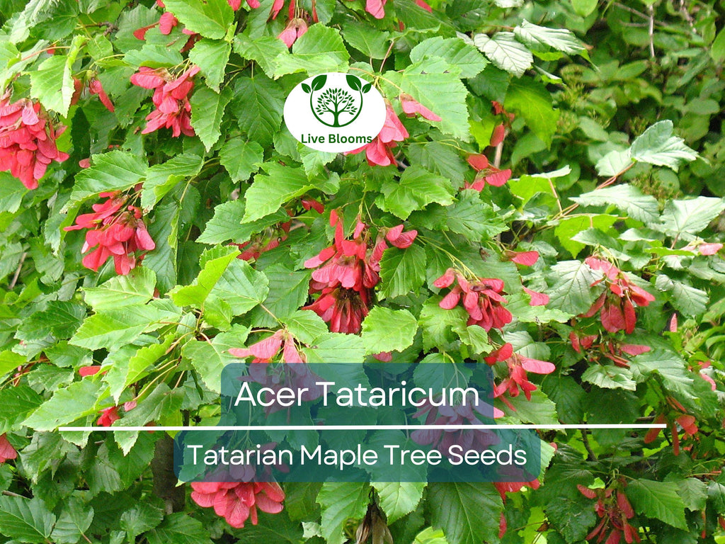 10 Seeds Acer Tataricum (Tatarian Maple) for Planting - Hardy Tree for Landscaping, Shade, & Gardens - Unique, Fast-Growing Tree Seeds