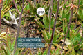 Aloe Maculata "Soap Aloe" | 6"+ Fresh Heavily Rooted Live Succulent | Drought Resistant | Coral Red Flowers | Medicinal Aloe Plant