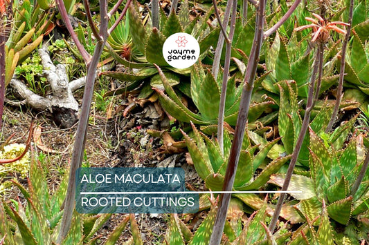 Aloe Maculata "Soap Aloe" | 6"+ Fresh Heavily Rooted Live Succulent | Drought Resistant | Coral Red Flowers | Medicinal Aloe Plant
