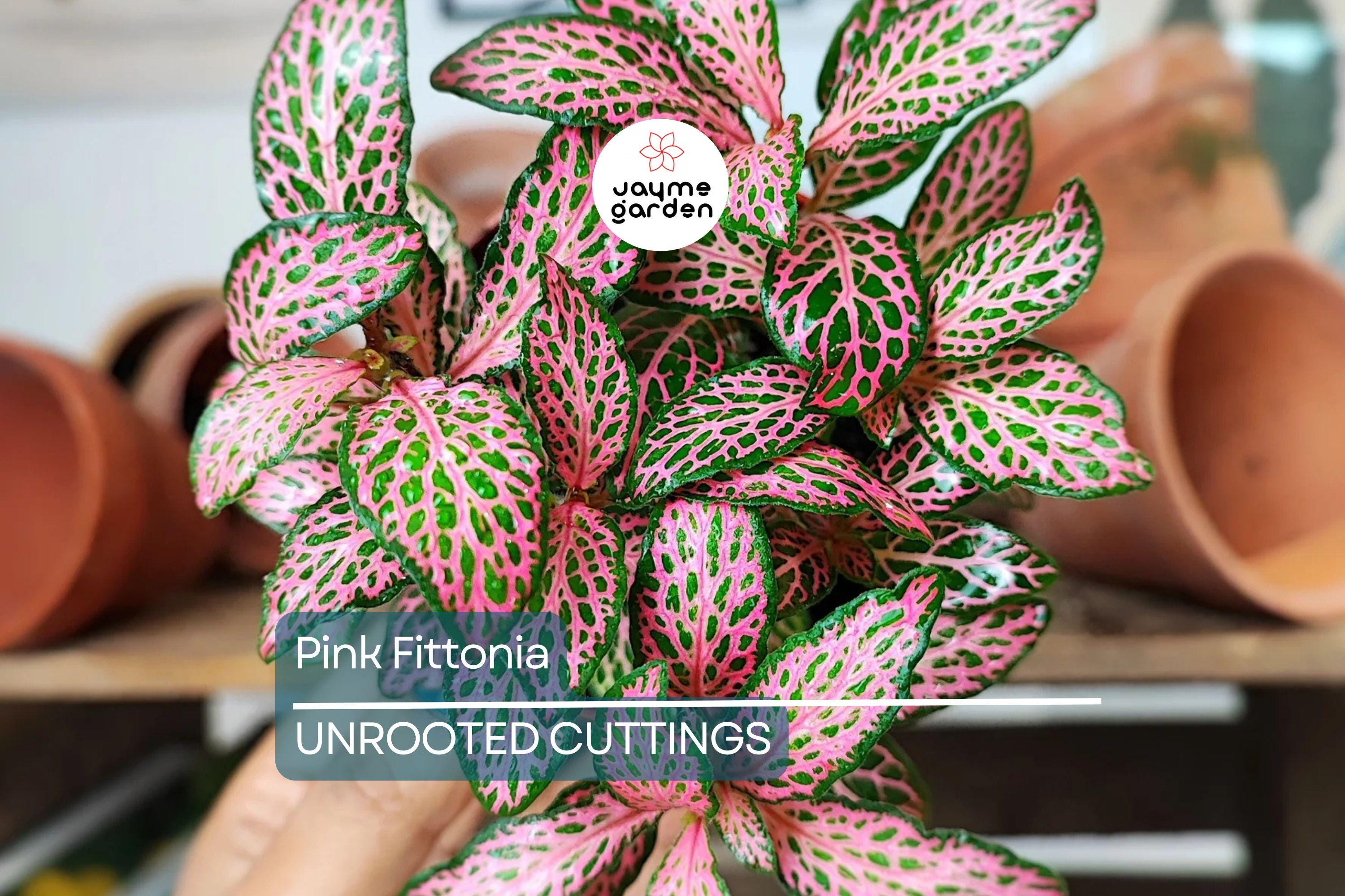 Pink Fitonia Cutting in Propagation Cup - Sealed with Sphagnum Moss, Easy Rooting, Live Arrival Guarantee