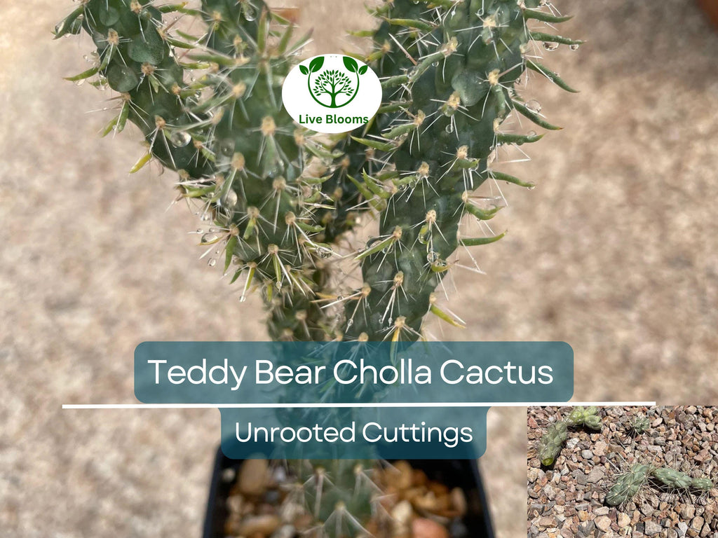 5 Cylindropuntia Fulgida Teddy Bear Cholla Cactus Cuttings - Unique Prickly Pear Cactus Segments for Propagation & Desert Gardens