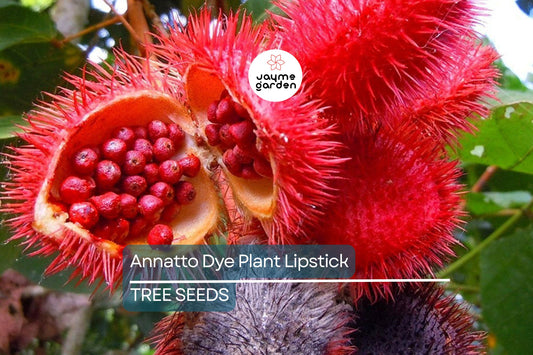 50 Annatto Dye Plant Seeds - Bixa orellana, Lipstick Tree, Tropical Pink Flowers, Zones 10-12, Ornamental Shrub, Natural Dye Source