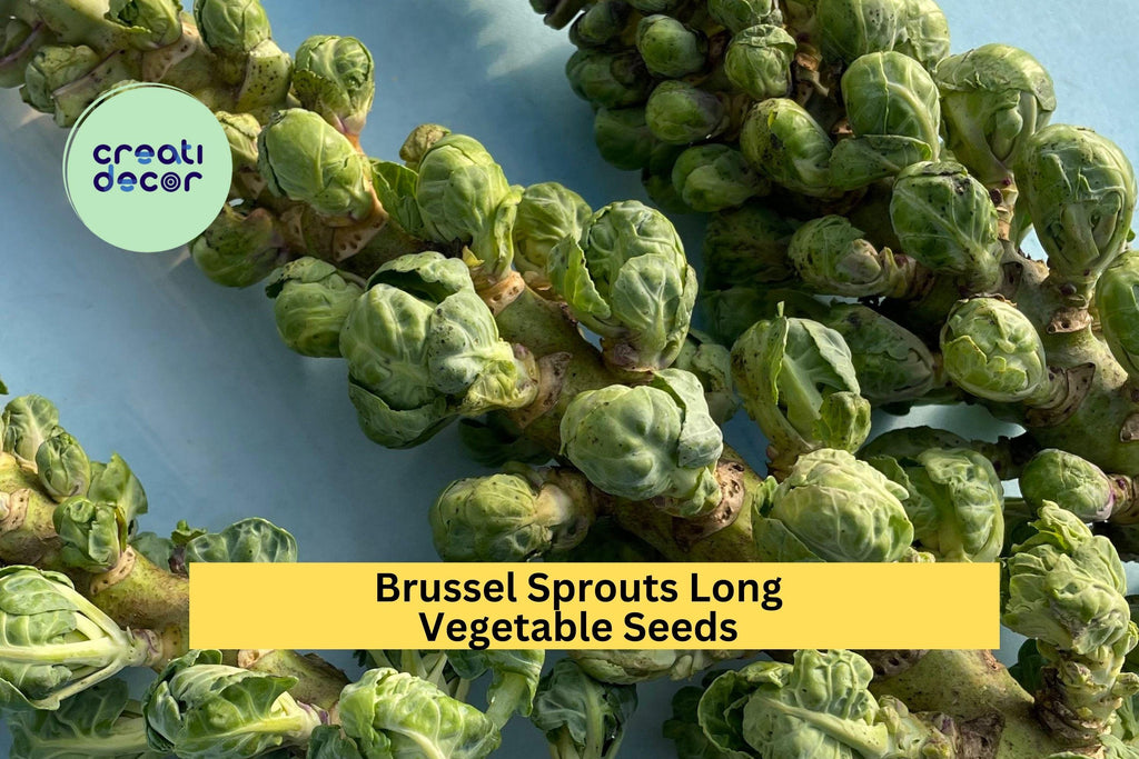3pcs x 1g Brussels Sprouts Long Island Seeds – Compact Heirloom for Raised Beds, Garden Rows, or Fall Planting Seeds for Planting