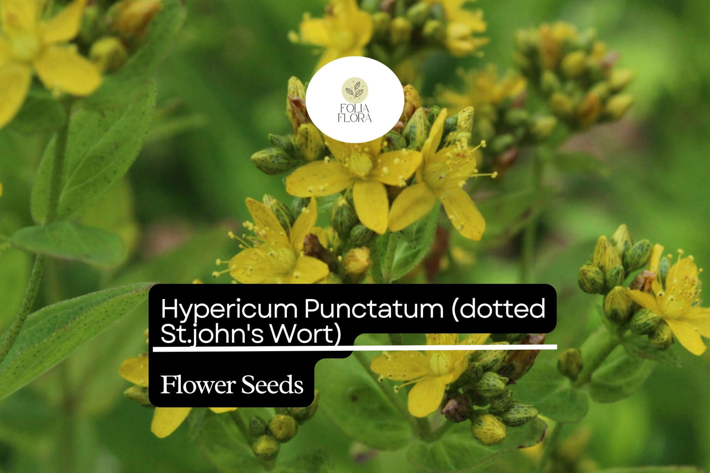 50mg Hypericum Punctatum Seeds, Dotted St. John's Wort, Native Wildflower for Pollinators