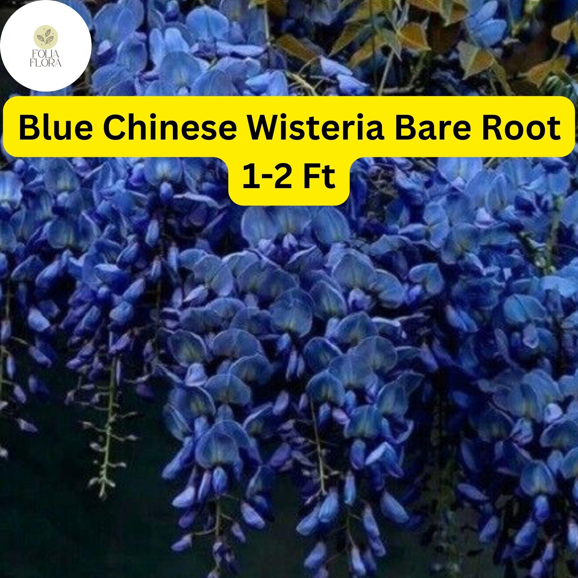 1 Bare Root Blue Chinese Wisteria Tree, 1-2 Ft Tall Live Plant, Wisteria sinensis, Ready to Plant