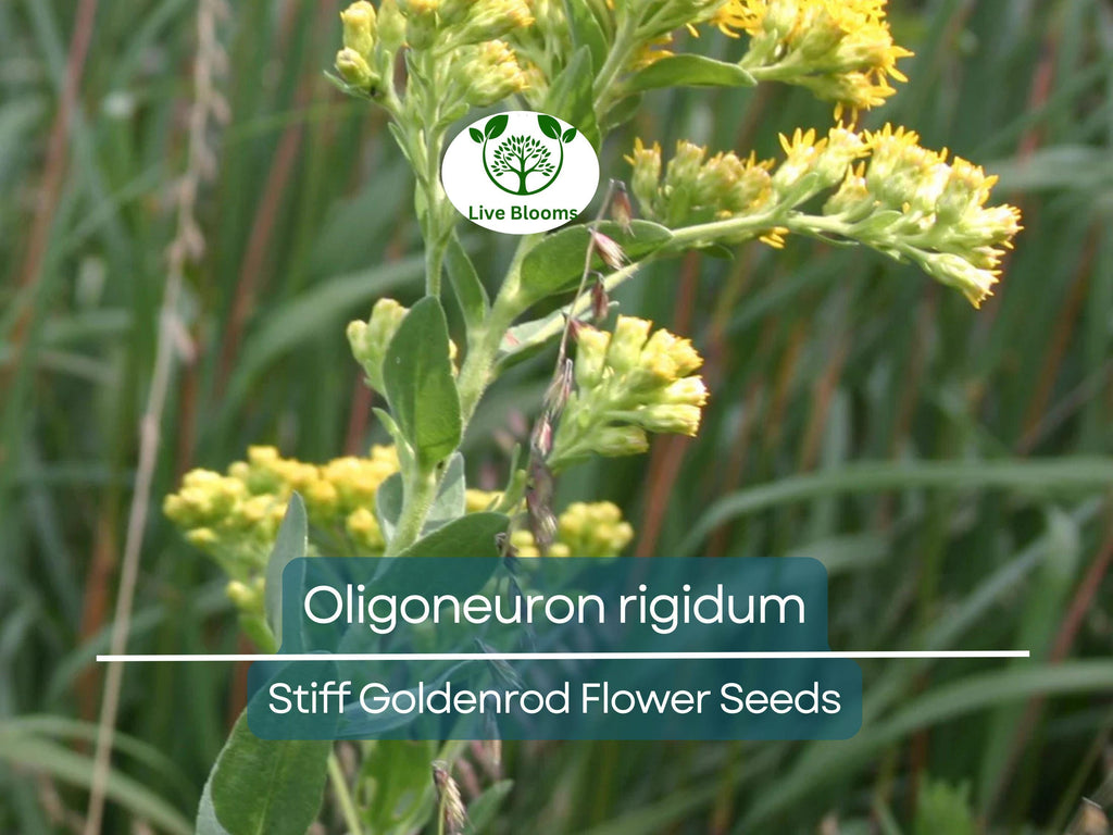 700 Oligoneuron Rigidum Stiff Goldenrod Seeds, Perennial Wildflower, Native, Yellow Blooms, Pollinator-Friendly, Garden, Landscape Plant