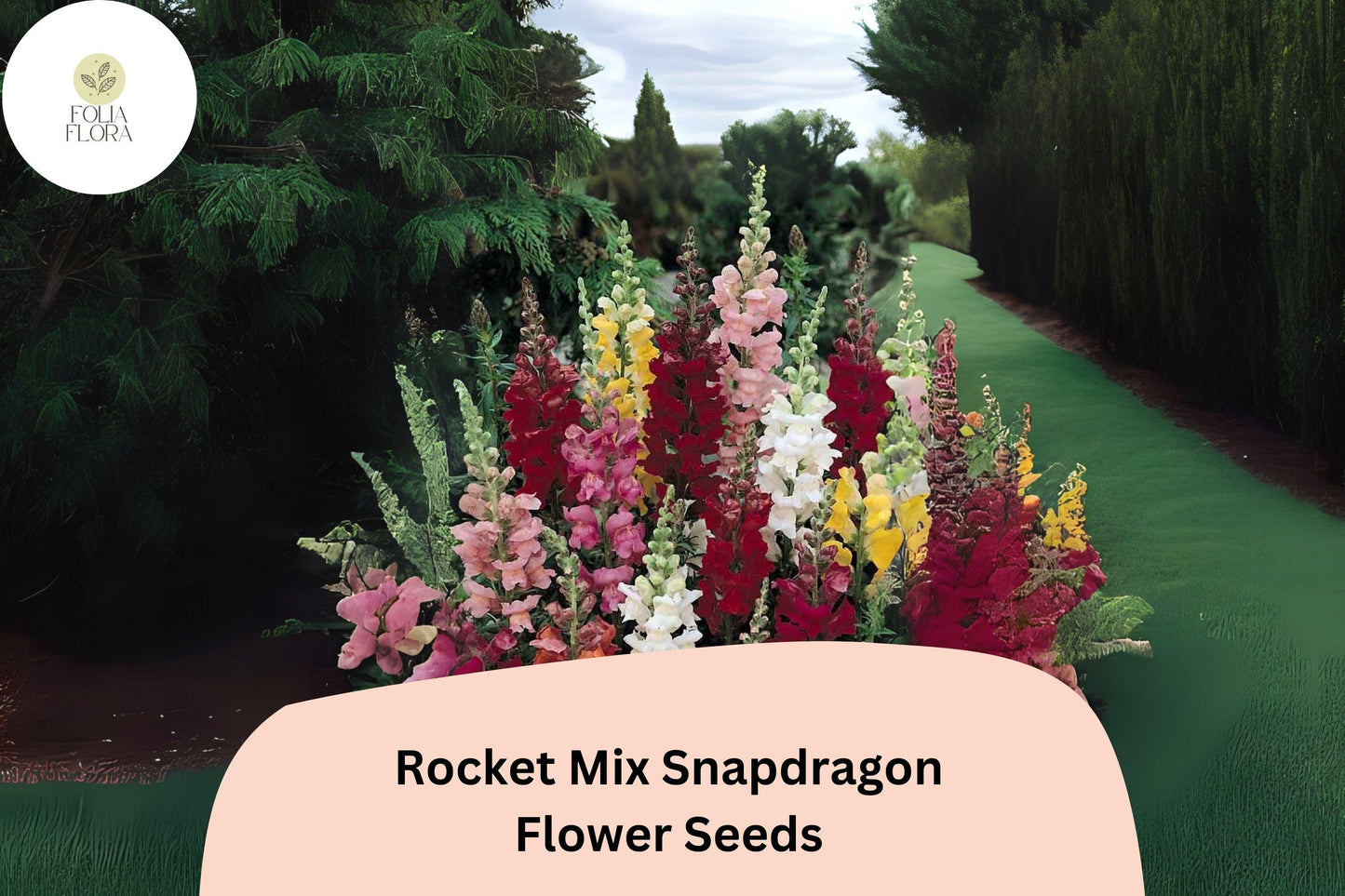 Antirrhinum majus Rocket Mix Snapdragon Seeds – 1000+ Multicolor Blooms for Vibrant Garden & Cut Flowers