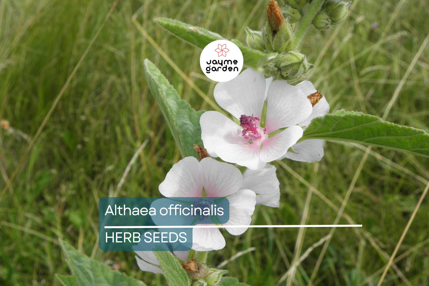 50 Marshmallow Seeds Althaea Officinalis – Perennial Herb, Medicinal & Culinary Uses, Pink Blooms, USA Seller