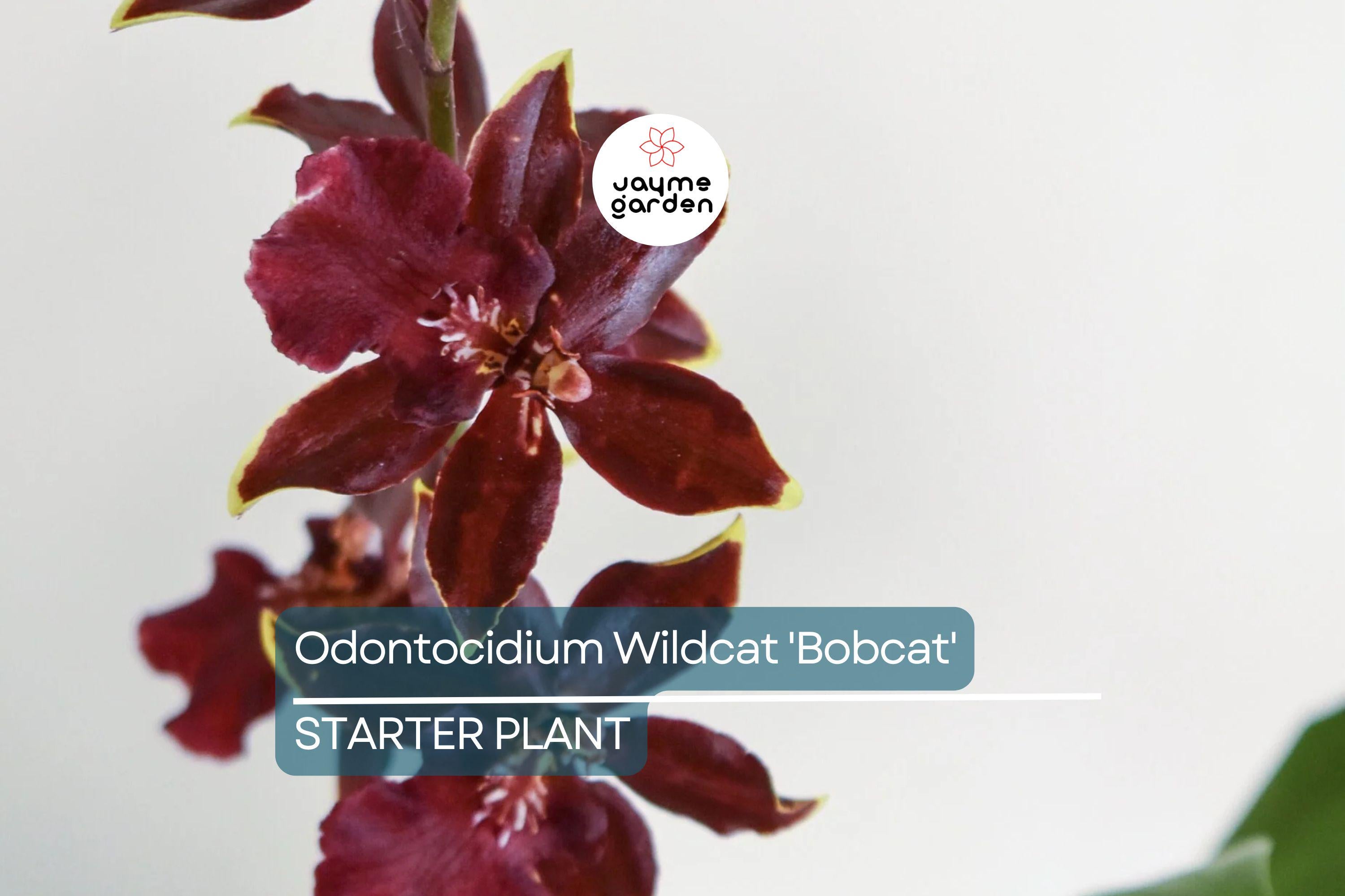 Odonticidium Wildcat 'Bobcat' Orchid Plant | Burgundy & Yellow Blooms | AM/AOS Award | Live Starter Plant in 3" Pot