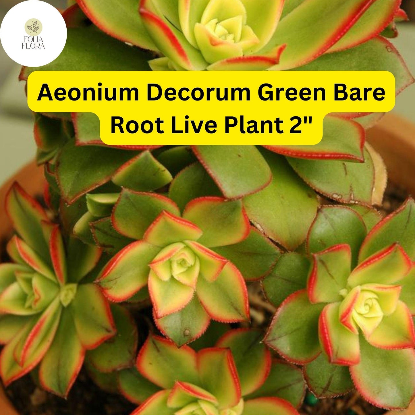 2 Bare Root 2" Live Succulent Plants Aeonium decorum ‘Green’ | Rosette-Forming, Drought-Tolerant, Easy-Care Houseplant