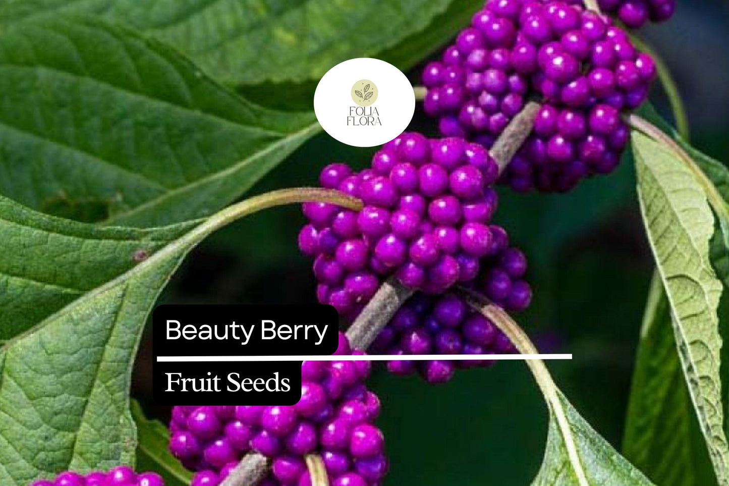 Beautyberry | 25 Seeds | Callicarpa americana | Native Shrub with Vibrant Purple Berries for Wildlife Gardens