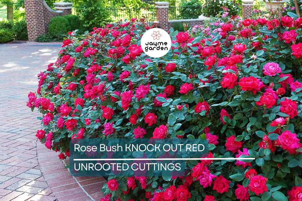 Knock Out Red Rose Bush Cuttings - 6" Unrooted Live Plant, Fast-Growing, Flowering Shrub for Outdoor Gardens, USDA Zones 5-9