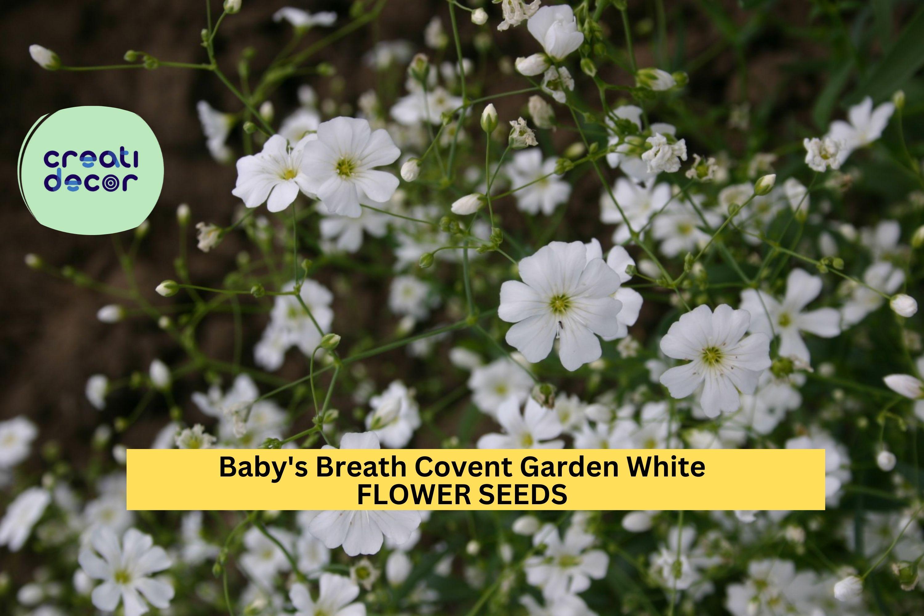 3pcs of 300mg Baby’s Breath Covent Garden Seeds – White Blooms for Bouquets, Borders & Cottage Garden Planting Seeds for Planting