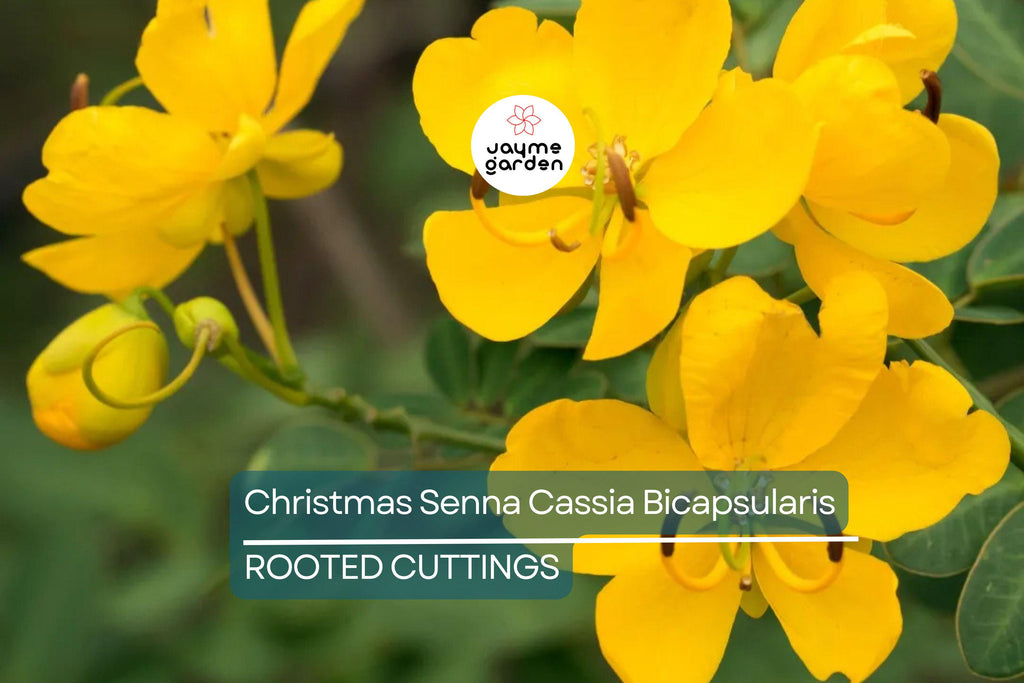 1 Christmas Senna Rooted Plant - Cassia Bicapsularis - Cream Flowers, Butterfly Host, Winter Blooming, 10-20” Tall