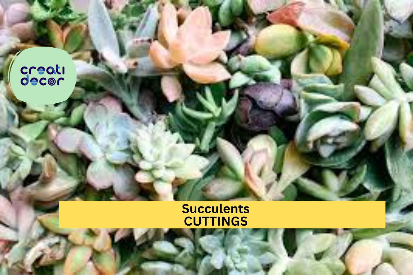 6 Assorted Succulent Cuttings – Unrooted Mixed Varieties | Fresh Clippings for Pots, Crafts, Arrangements, or Small Garden Projects
