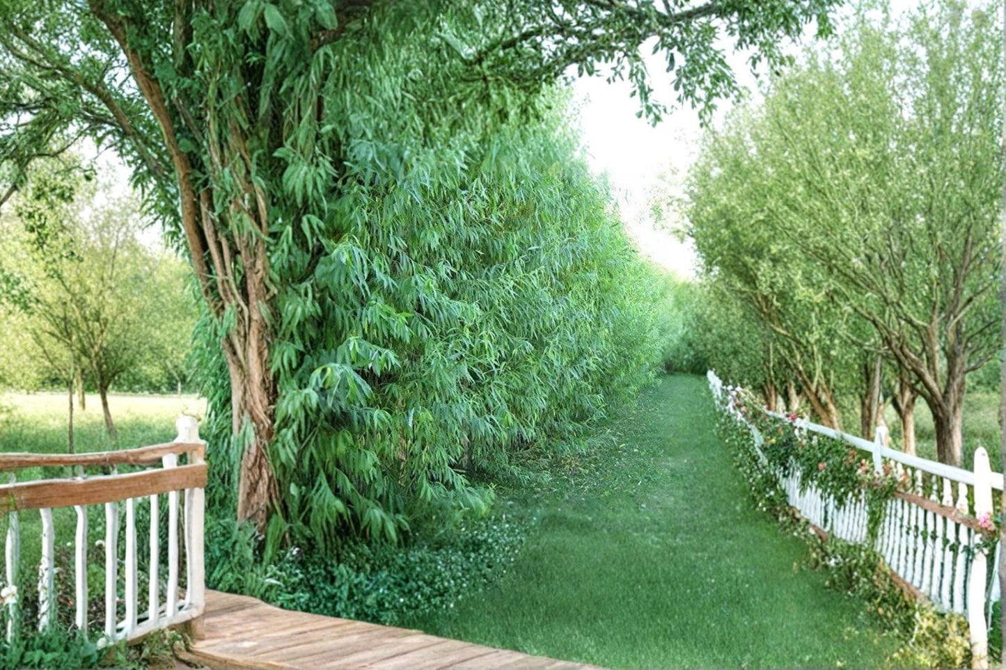 Austree Hybrid Willow 5 Cuttings Unrooted Fast Growing Privacy Tree