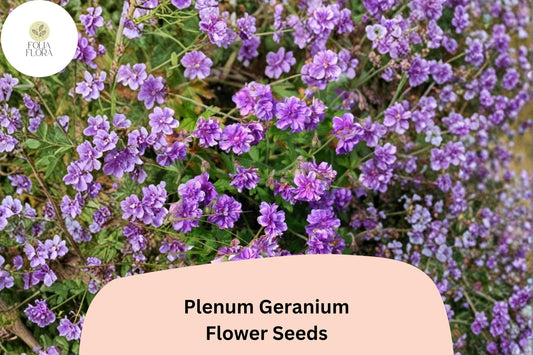 25+ Plenum Geranium Seeds | Hardy Perennial | Double Purple Blooms for Cottage Gardens & Borders