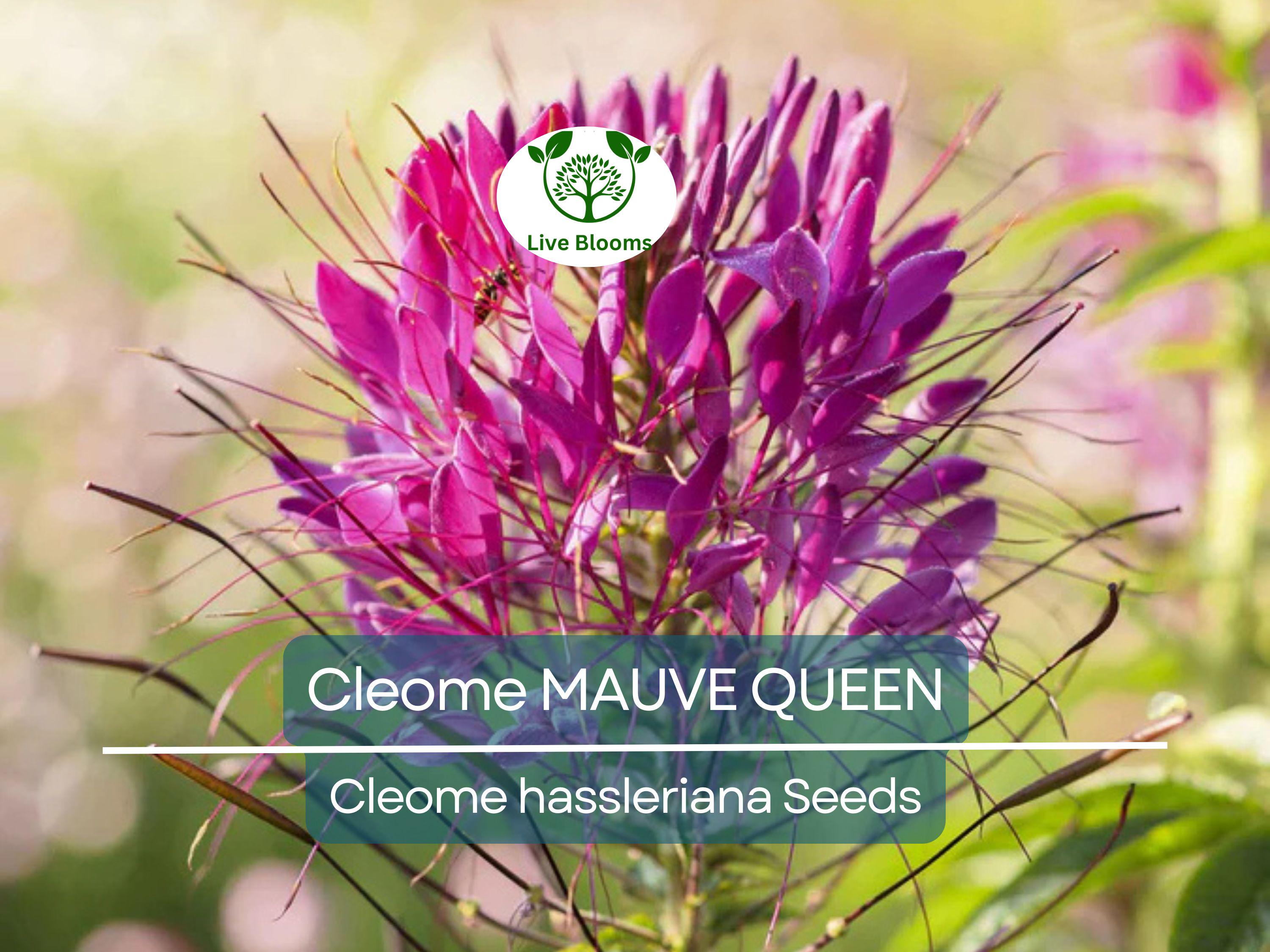 200 Seeds Cleome MAUVE QUEEN Spider Plant, Non-GMO, Fall Planting, Pollinator-Friendly, Cleome hassleriana, Vibrant Flowers