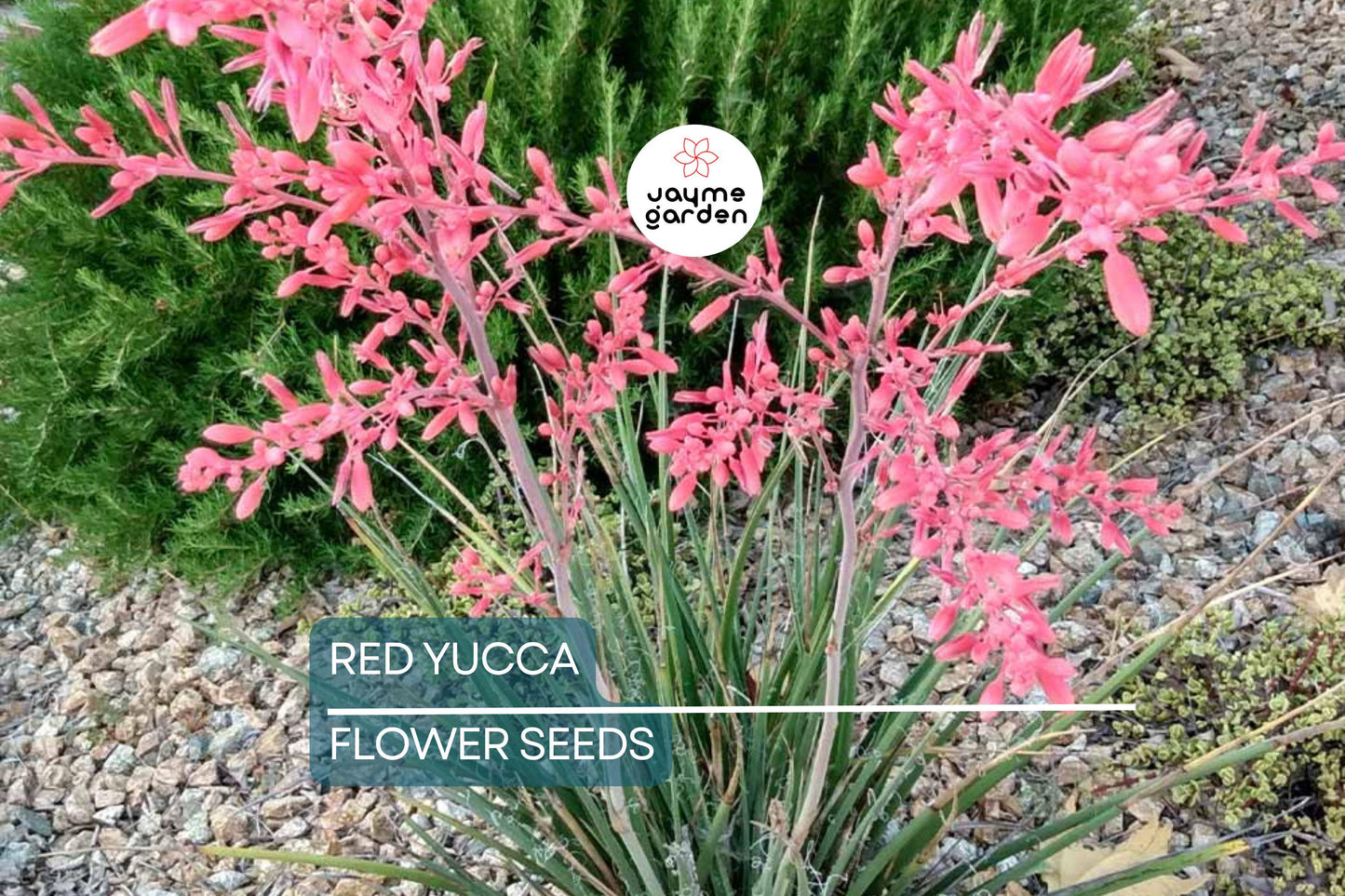 25 Red Yucca Seeds (Hesperaloe parviflora) - Drought Tolerant, 5ft Flower Spikes, Hummingbird & Butterfly Attracting