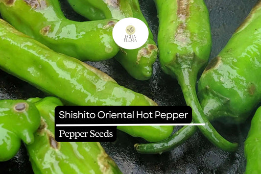 10 Seeds Shishito Pepper, Mild Japanese Pepper, Perfect for Grilling and Sautéing